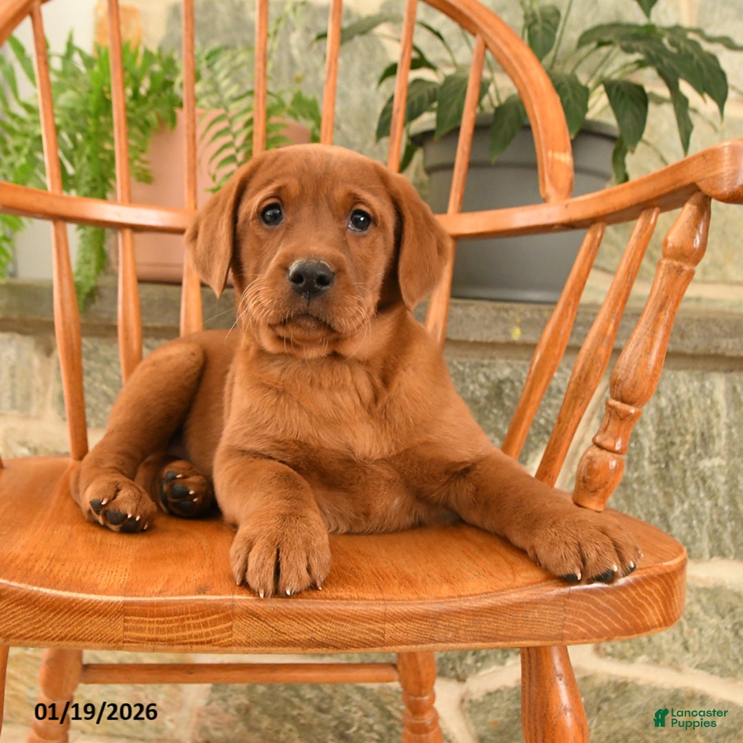 Labrador Retriever dogs for sale: Ruby - Ad 3
