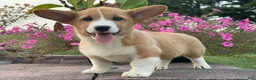 Welsh Corgi Pembroke dogs for sale: Welsh Corgi Pembroke 2 - Ad 5