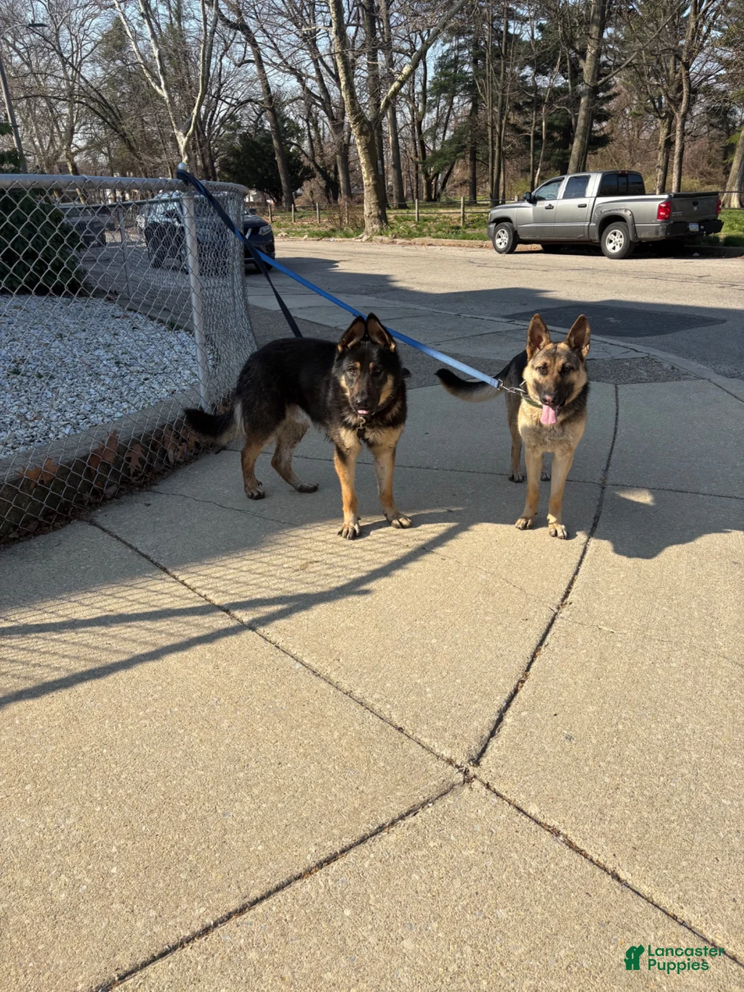 German Shepherd dogs for sale: German Shepherd 5 - Ad 2