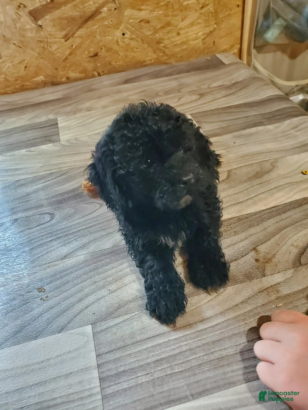 Toy Poodle dogs for sale: Girl 2 - Ad 4