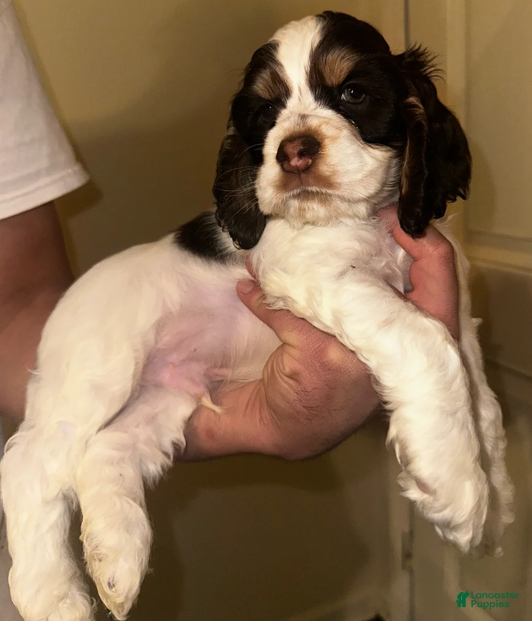 Cocker Spaniel dogs for sale: Chungus - Ad 7