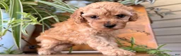 Toy Poodle dogs for sale: Madrick  - Ad 5