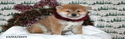 Shiba Inu dogs for sale: Liko - Ad 4