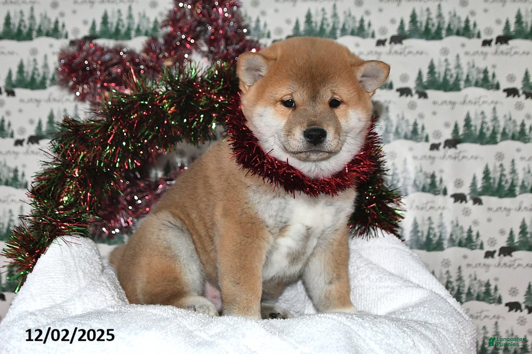 Shiba Inu dogs for sale: Liko - Ad 4