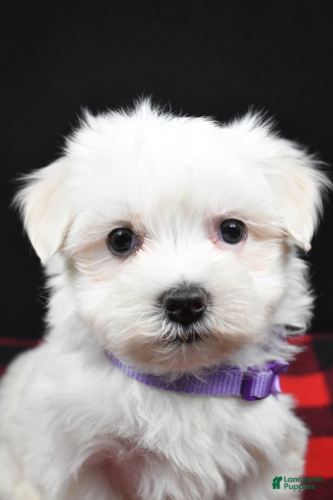 Maltese dogs for sale: Milly - Ad 8