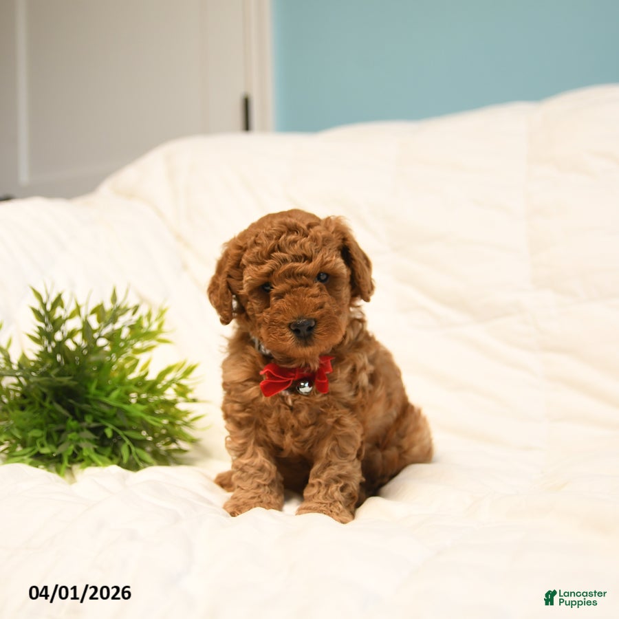 Toy Poodle dogs Leo - Ad 1