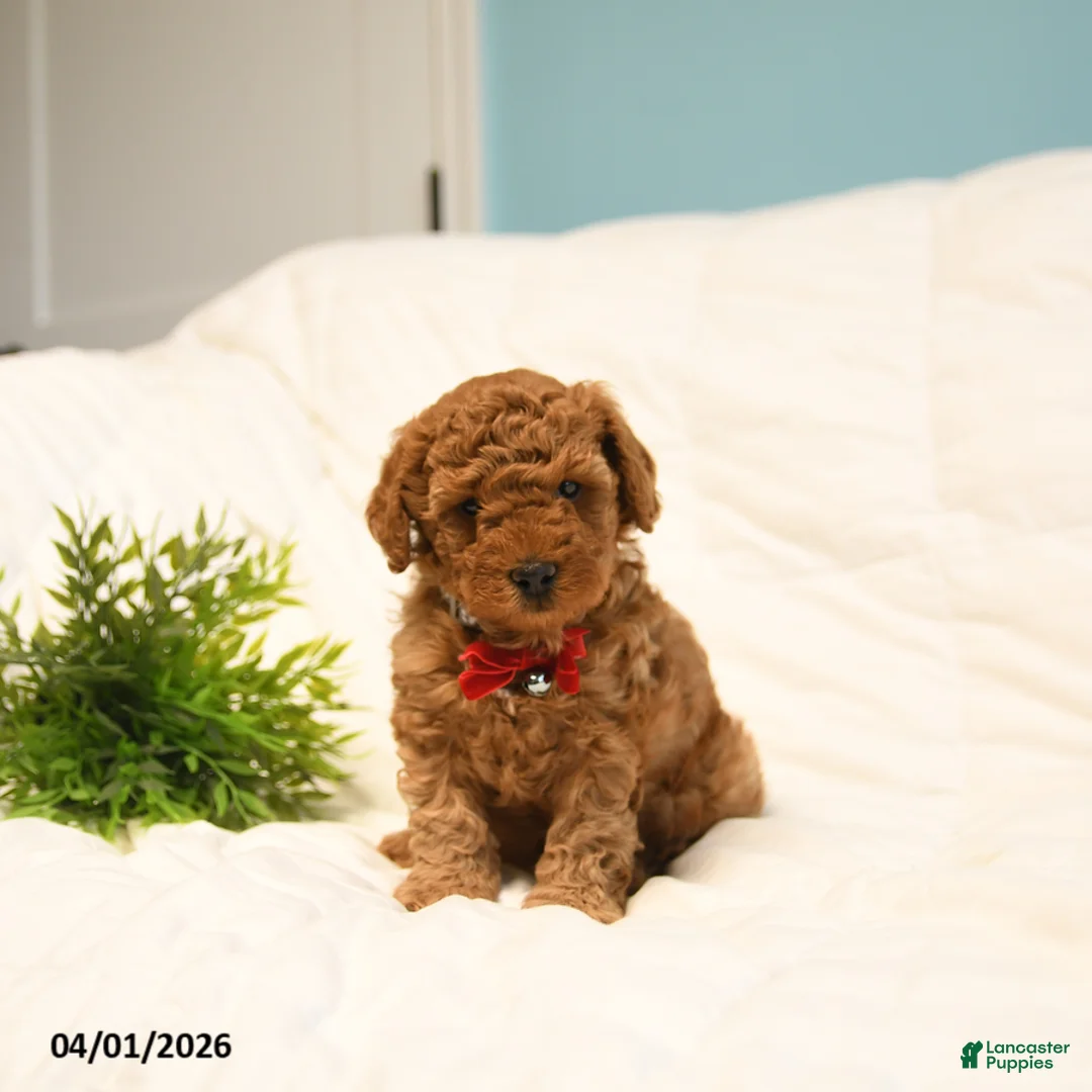 Toy Poodle dogs for sale: Leo - Ad 1