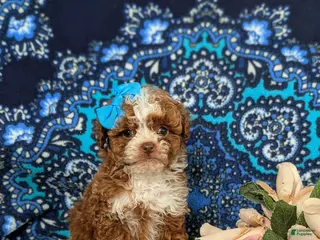 Mixed Breed dogs Hollee - Ad 28