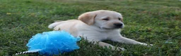 Goldador dogs for sale: Dodge - Ad 3