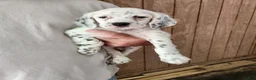 English Setter dogs for sale: Llewellin Setter Male 2 - Ad 1