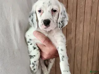 English Setter dogs Llewellin Setter Male 2 - Ad 5