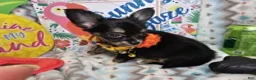 Chihuahua dogs for sale: ElRod [T-Cup] (tri LH) - Ad 5