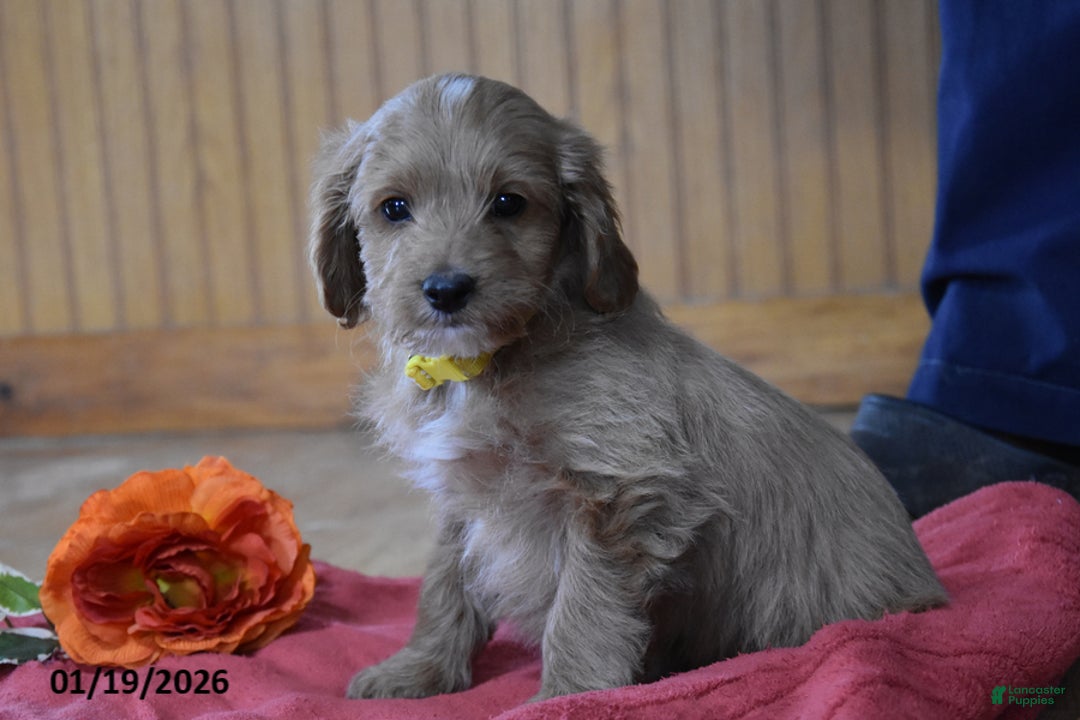 Cockapoo dogs for sale: Ringo - Ad 2