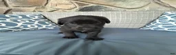 Cane Corso dogs for sale: Orzo - Ad 8