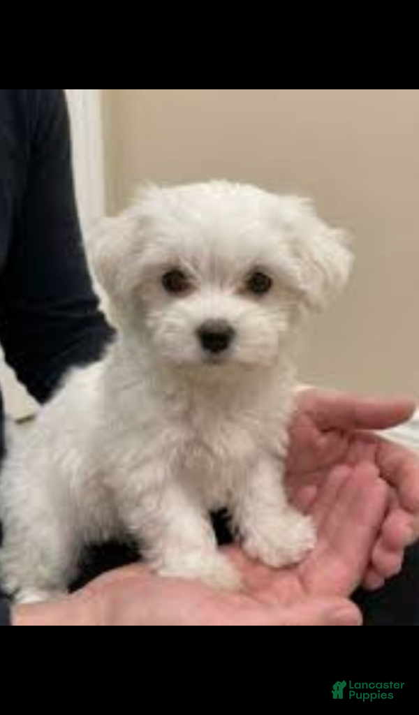 Maltese dogs Sparky - Ad 6