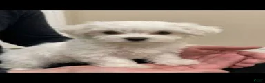Sparky
