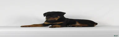 Rottweiler Puppy 8