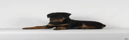 Rottweiler dogs for sale: Rottweiler Puppy 8 - Ad 1