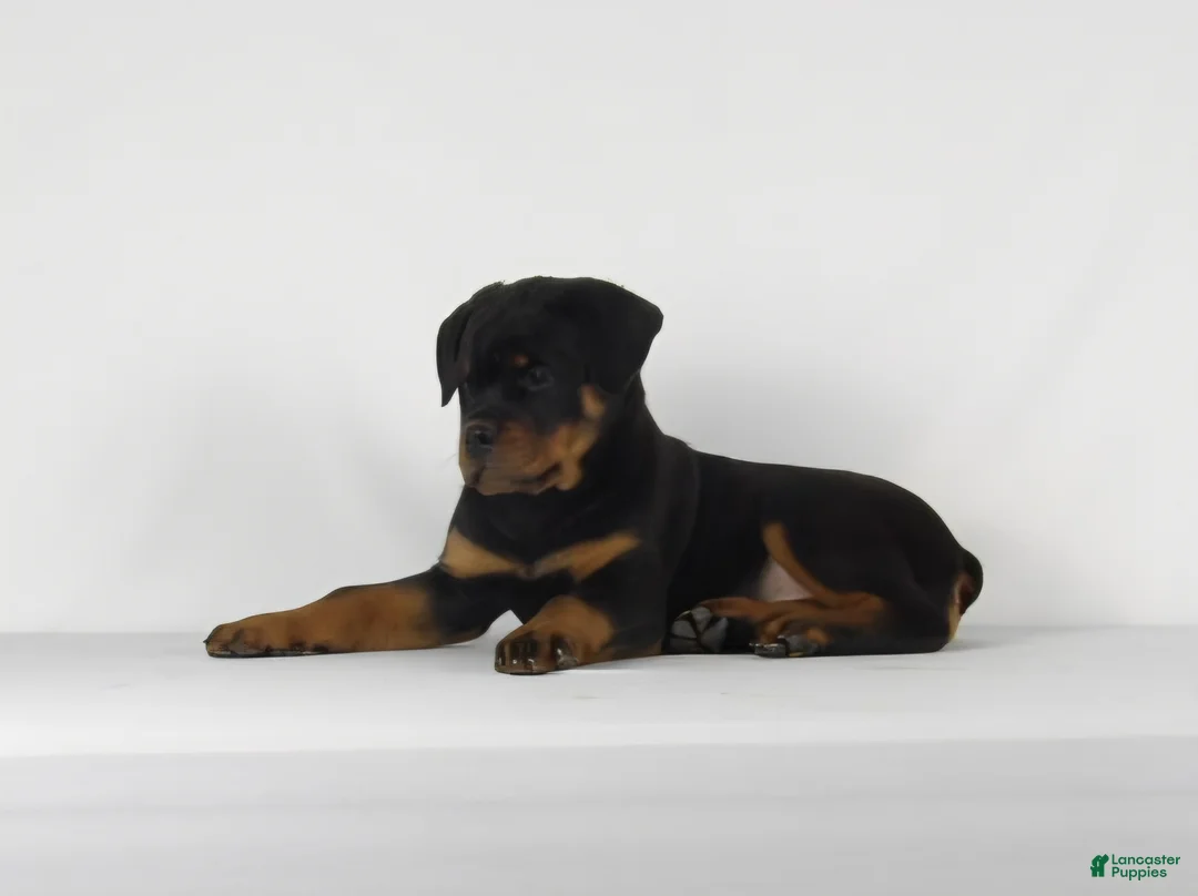 Rottweiler dogs for sale: Rottweiler Puppy 8 - Ad 1