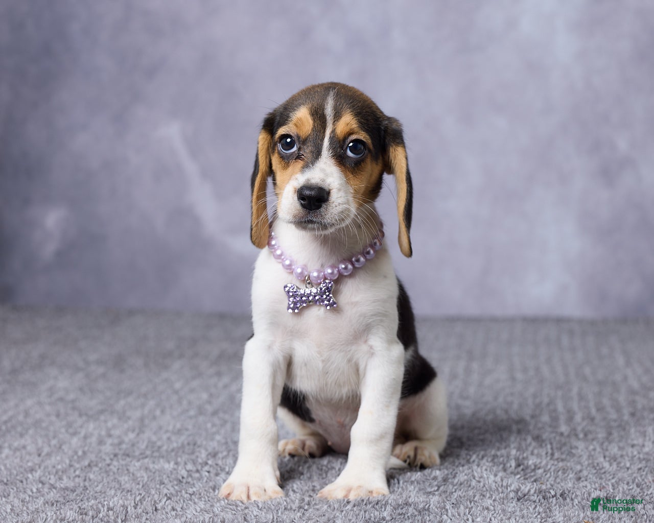 Beagle dogs Sandy - Ad 1