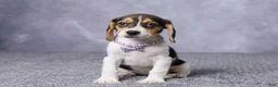 Beagle dogs for sale: Sandy - Ad 1