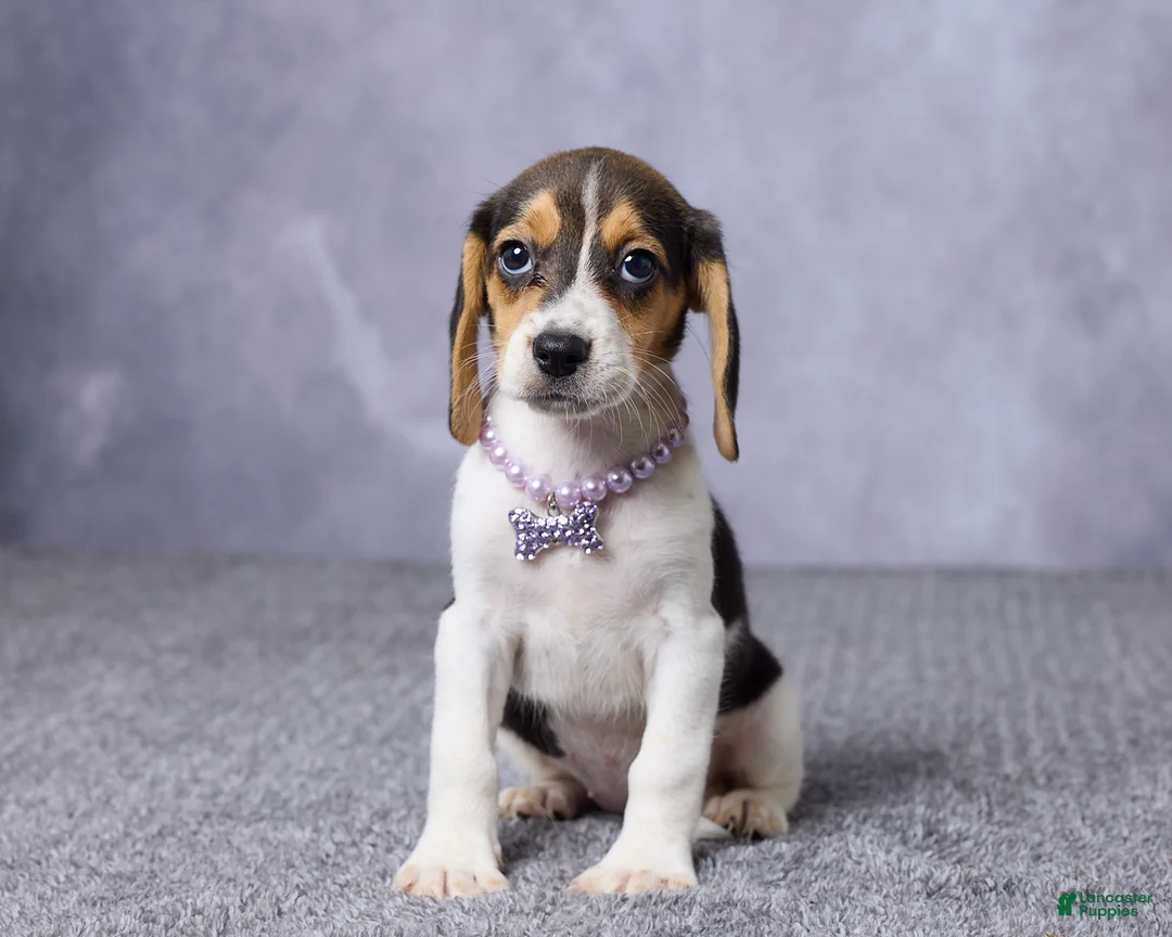 Beagle dogs for sale: Sandy - Ad 1
