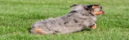 Miniature Australian Shepherd dogs for sale: Austin - Ad 6