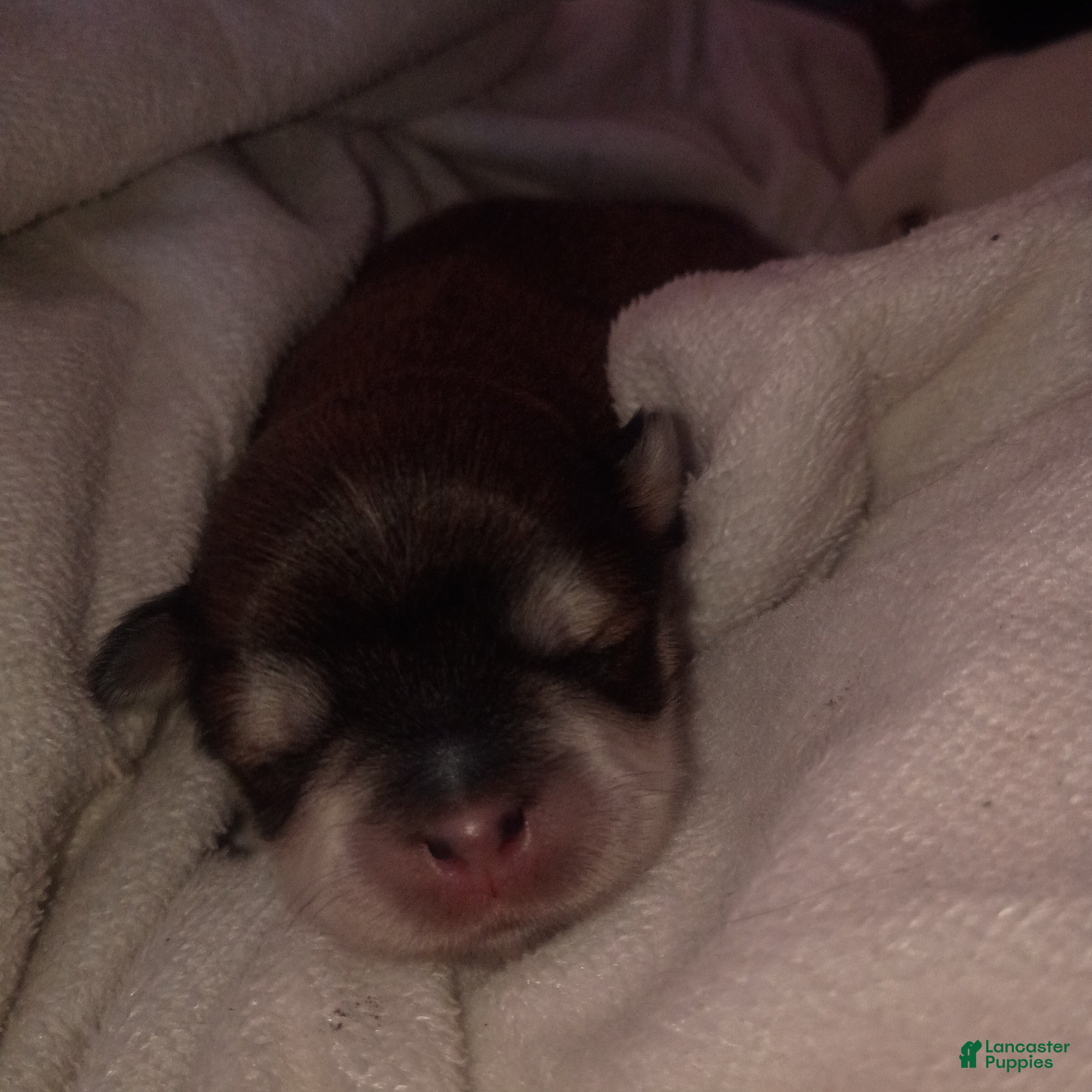 Mixed Breed dogs ShiChi 2 - Ad 41