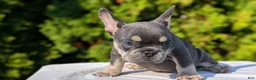 French Bulldog dogs for sale: Loki  - Ad 9