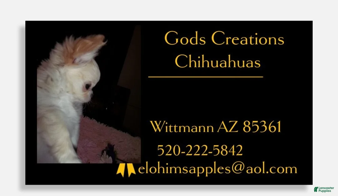 Chihuahua dogs for sale: Full AKC Adult  Russian Chihuahua Male  - Ad 6