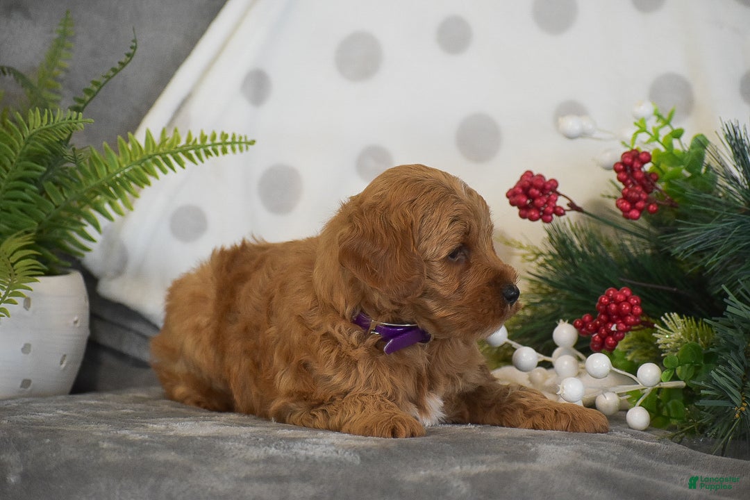 Mini Goldendoodle dogs for sale: Rachel - Ad 9