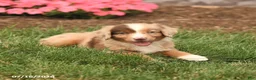 Miniature Australian Shepherd dogs for sale: Vince - Ad 4