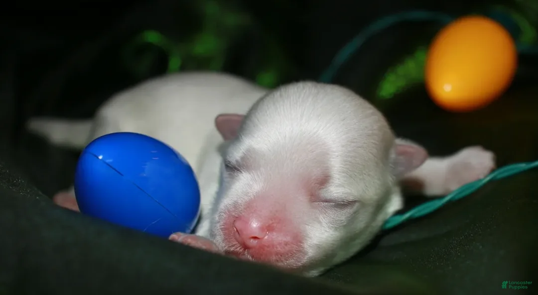 Maltese dogs for sale: Teddy - Ad 2