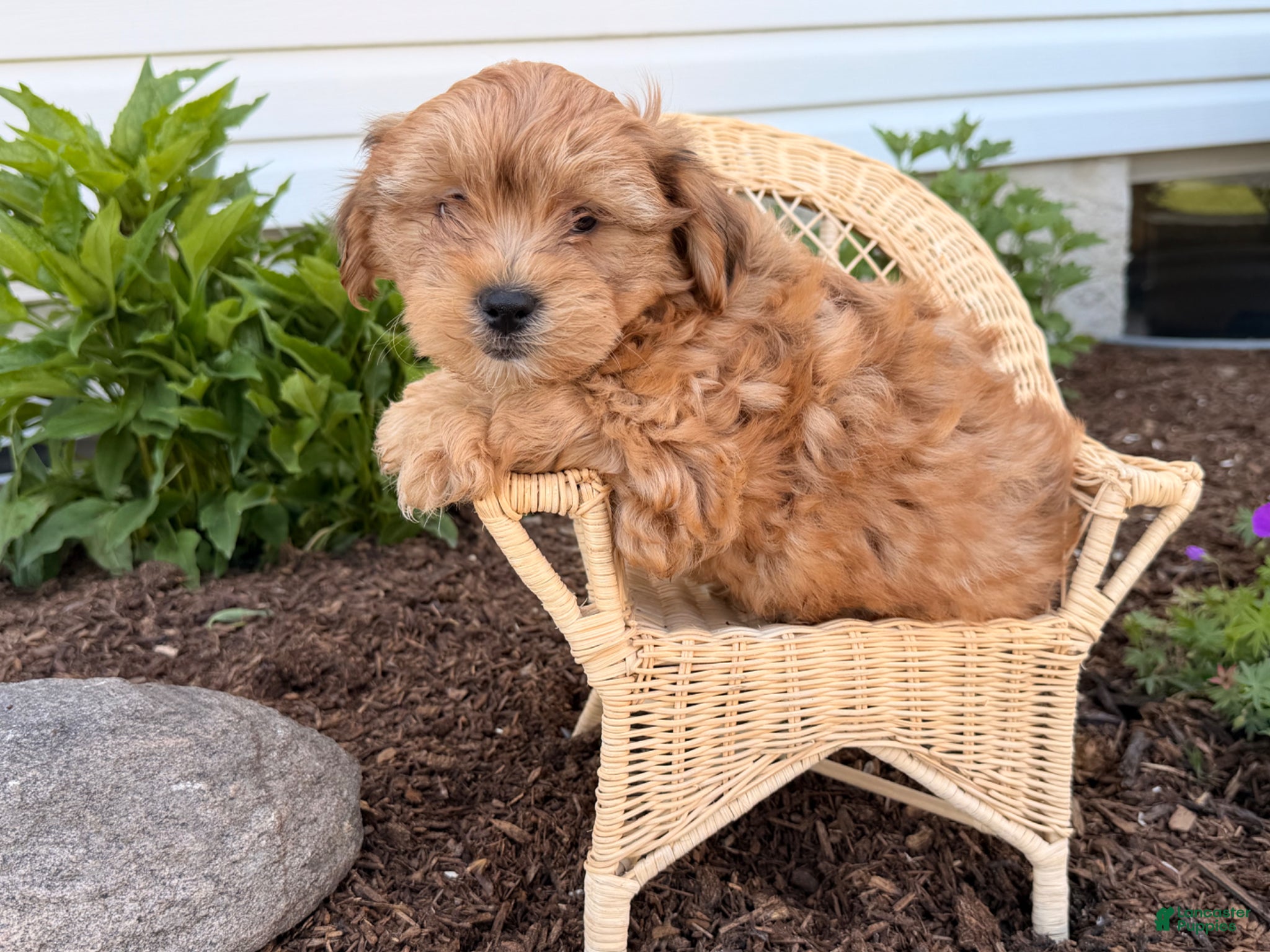 Shorkie dogs Peter Pan  - Ad 2