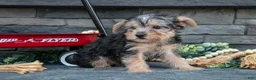 Yorkshire Terrier dogs for sale: Marietta - Ad 2