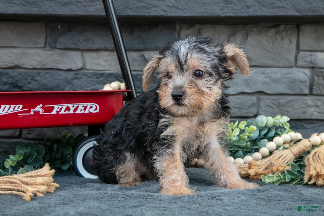 Yorkshire Terrier dogs for sale: Marietta - Ad 2
