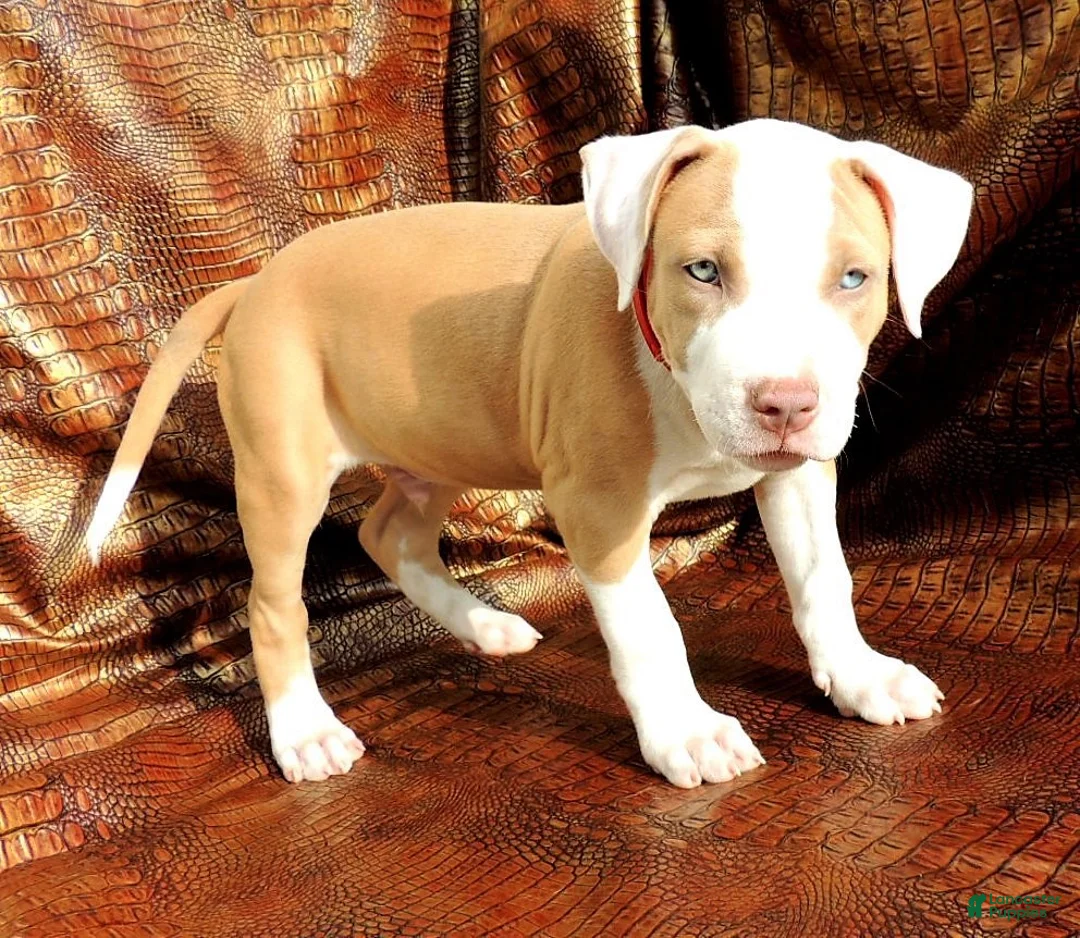 Mixed Breed dogs for sale: "SNOOP DOGG" - Ad 3