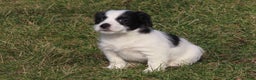 Mixed Breed dogs for sale: Viva - Ad 1