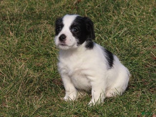 Mixed Breed dogs Viva - Ad 30