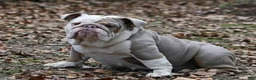 English Bulldog dogs for sale: English Bulldog 1 - Ad 4