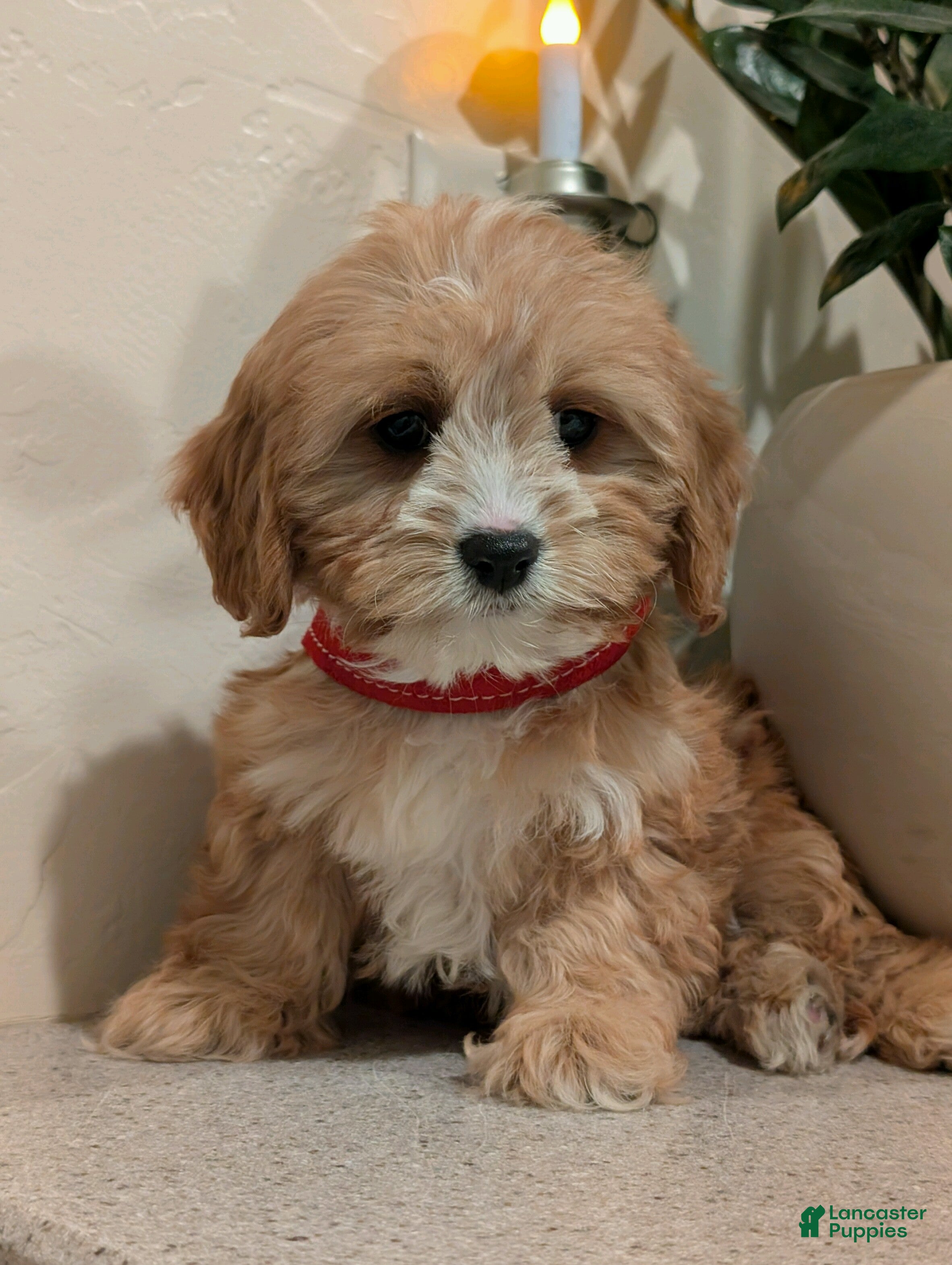 Cavapoo dogs Brady  - Ad 16