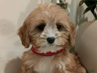 Cavapoo dogs Brady - Ad 17