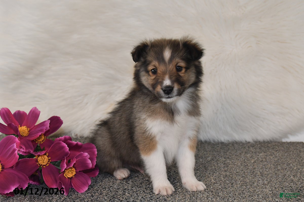 Shetland Sheepdog dogs Dale - Ad 23