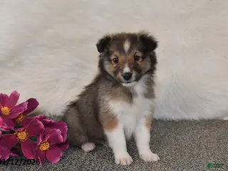 Shetland Sheepdog dogs Dale - Ad 15