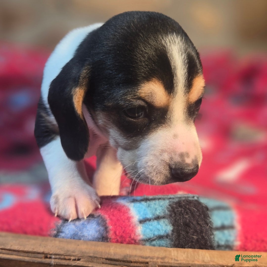 Beagle dogs for sale: Dill Queen Elizabeth Pocket Beagle - Ad 3