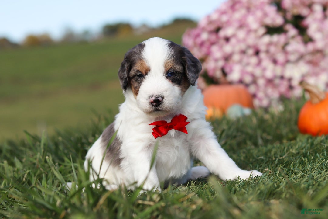 Mini Bernedoodle dogs for sale: Charlie - Ad 6