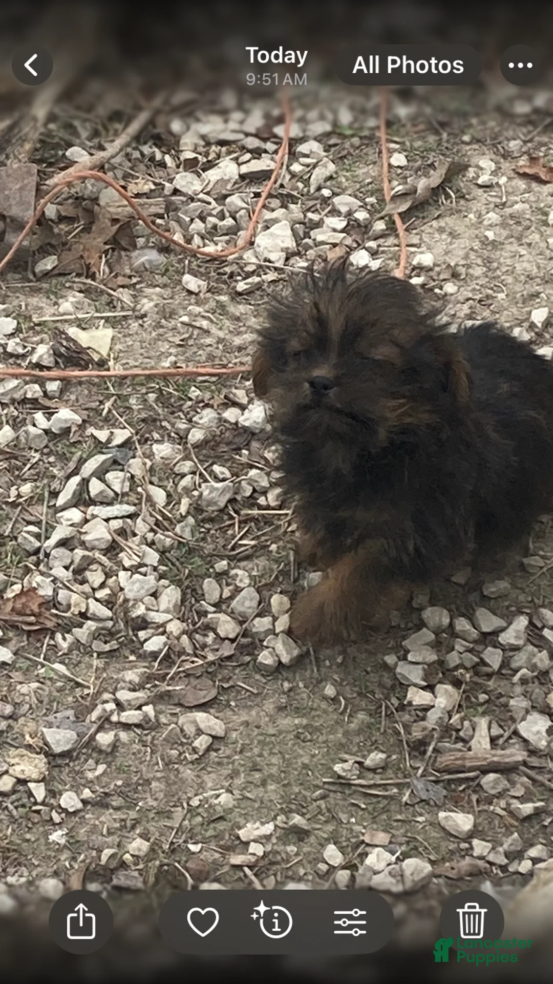 Mixed Breed dogs for sale: Mixed Breed Puppy 4 - Ad 1