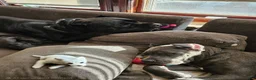 Cane Corso dogs for sale: Haus - Ad 11