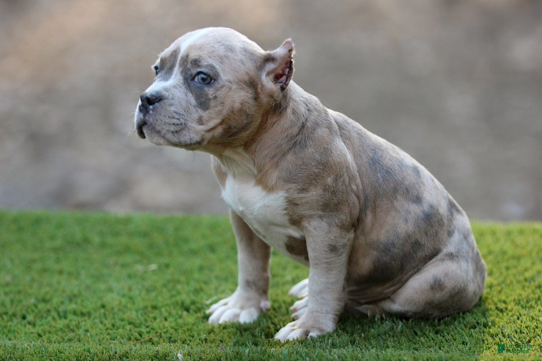 American Bully dogs for sale: Blue Brindle Merle Female - Ad 3