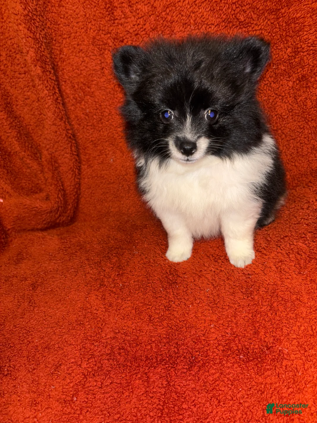 Pomeranian dogs for sale: Pomeranian 3 - Ad 2